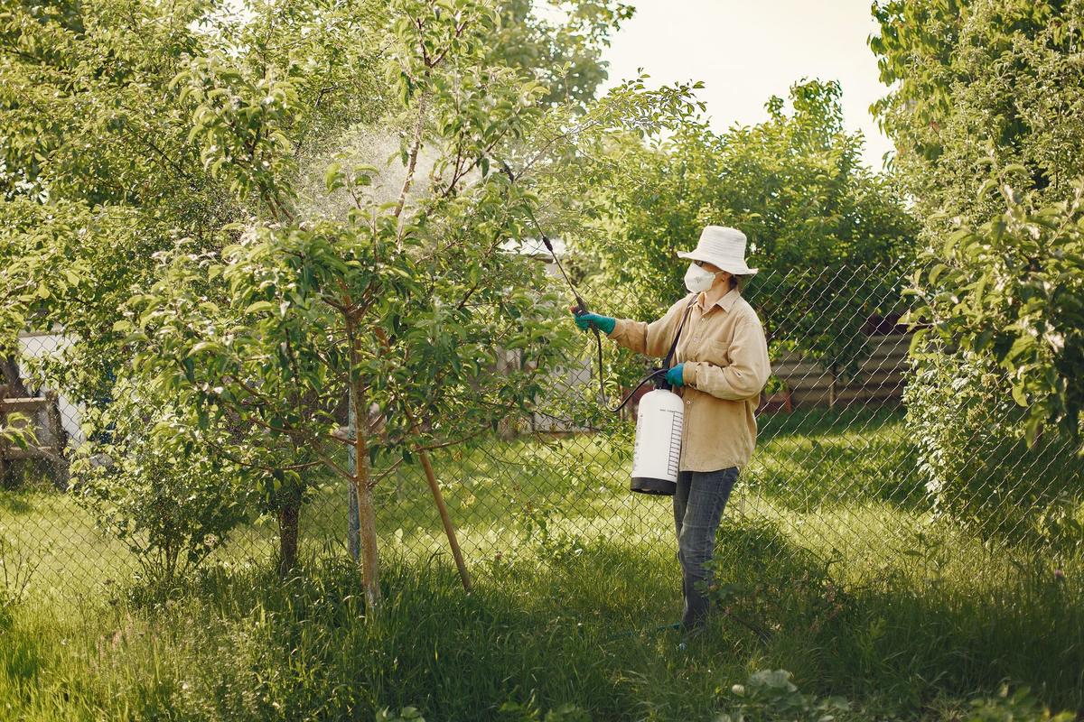 Fruit tree & yard treatment in Lutz